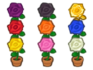 All Rose Plant