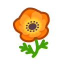 Orange Windflowers(10)