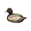 Greater Scaup