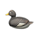 Steamer Duck