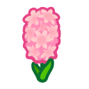 Pink Hyacinths(10)