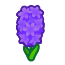 Purple Hyacinths(10)