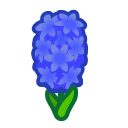 Blue Hyacinths(10)