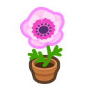 Pink-Windflower Plant