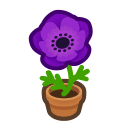 Purple-Windflower Plant