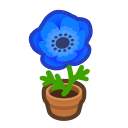 Blue-Windflower Plant