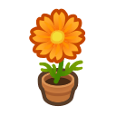 Orange-Cosmos Plant