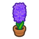 Purple-Hyacinth Plant