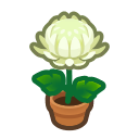 White-Mum Plant