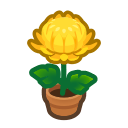 Yellow-Mum Plant