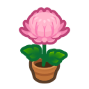 Pink-Mum Plant
