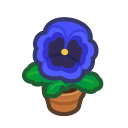 Blue-Pansy Plant