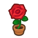 Red-Rose Plant