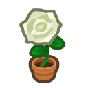 White-Rose Plant