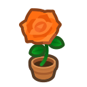 Orange-Rose Plant