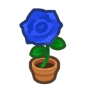 Blue-Rose Plant