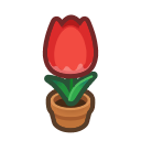 Red-Tulip Plant