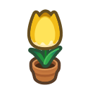 Yellow-Tulip Plant