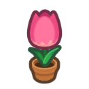Pink-Tulip Plant