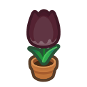 Black-Tulip Plant