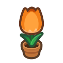 Orange-Tulip Plant