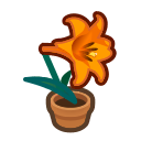 Orange-Lily Plant