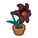 Black-Lily Plant