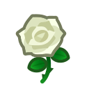 White Roses(10)