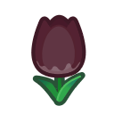 Black Tulips(10)