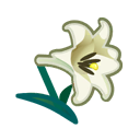 White Lilies(10)